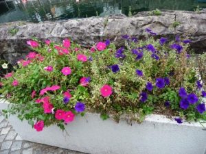 flowers-1-otaru-canal-compressed