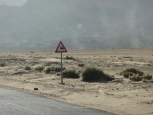 Yield to Camels!