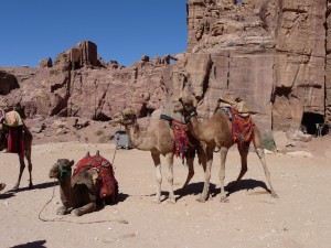 Camels for rent