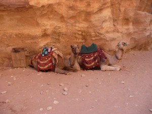 Camels taking a break