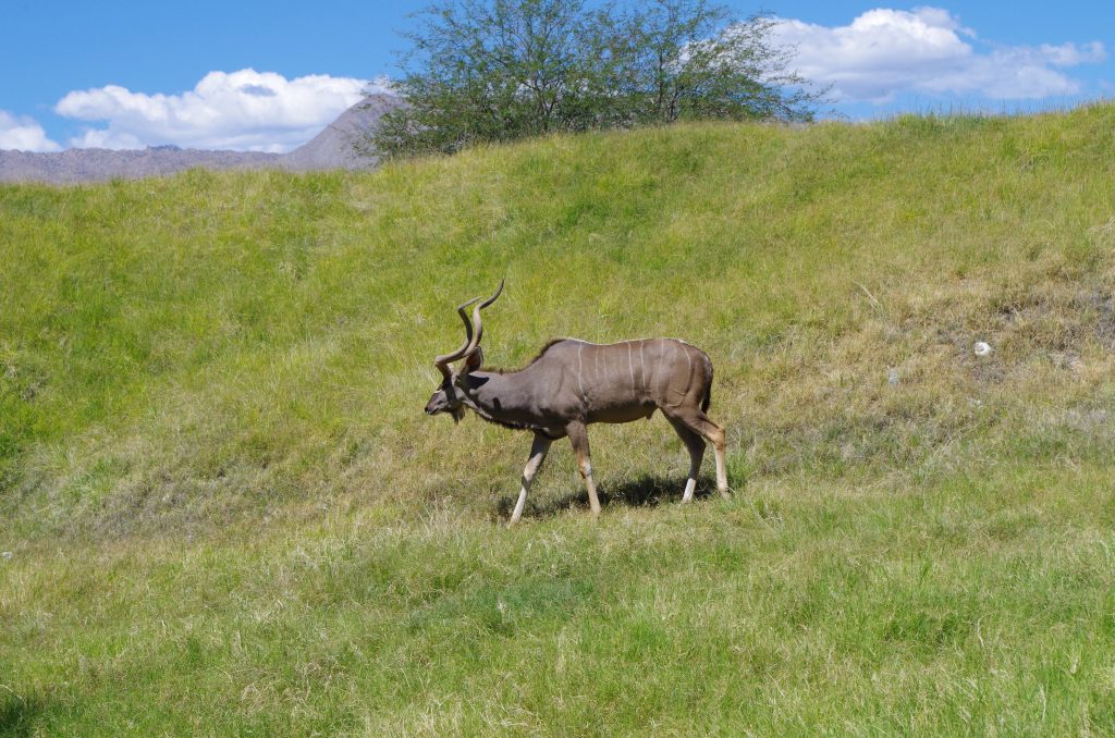 Greater Kudu -- coexisting with the giraffes