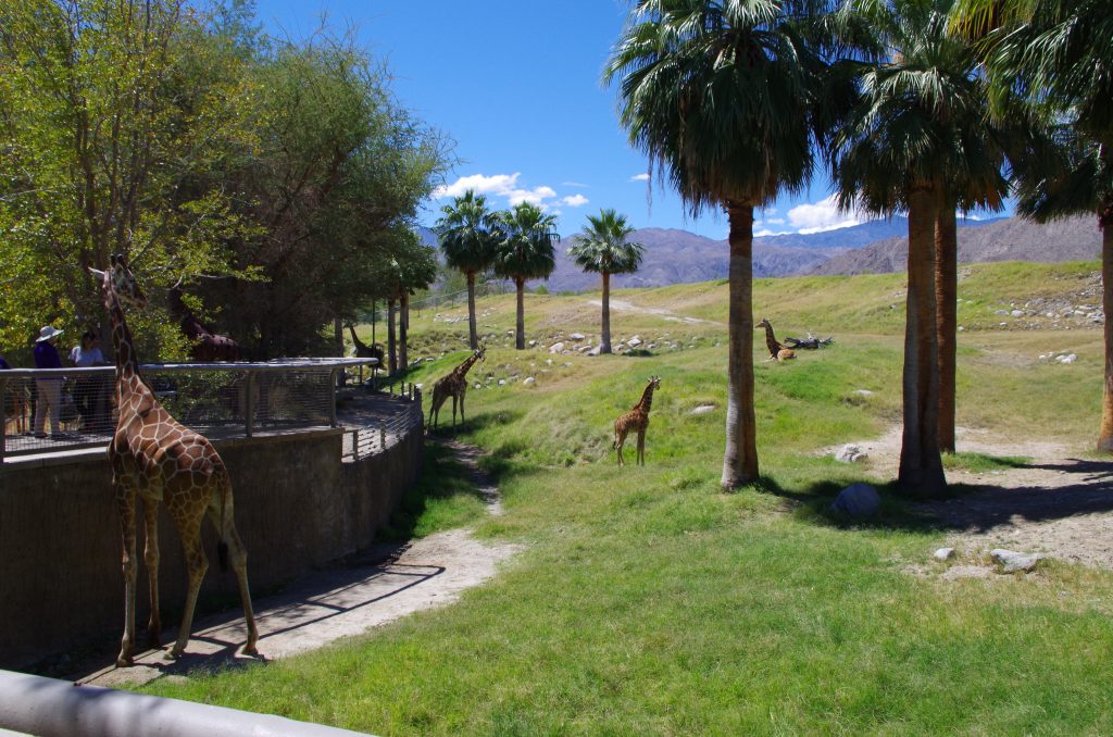 Five of their Reticulated Giraffes