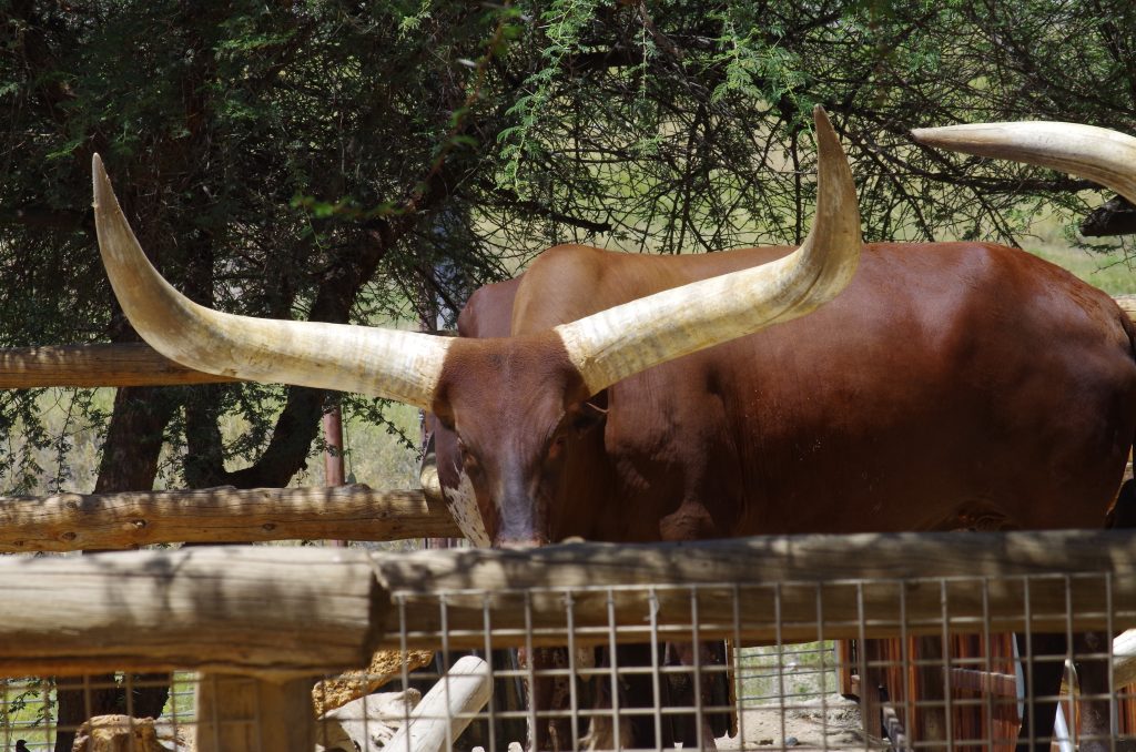 Ankole Cattle -- mighty long horns!!!