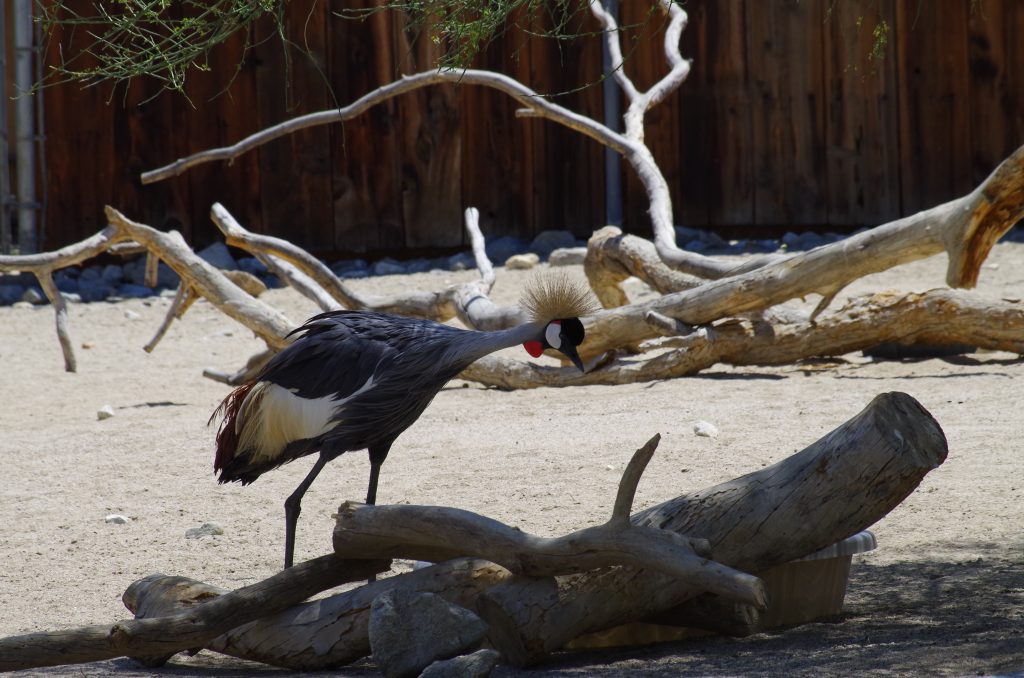 East African Crowned Crane