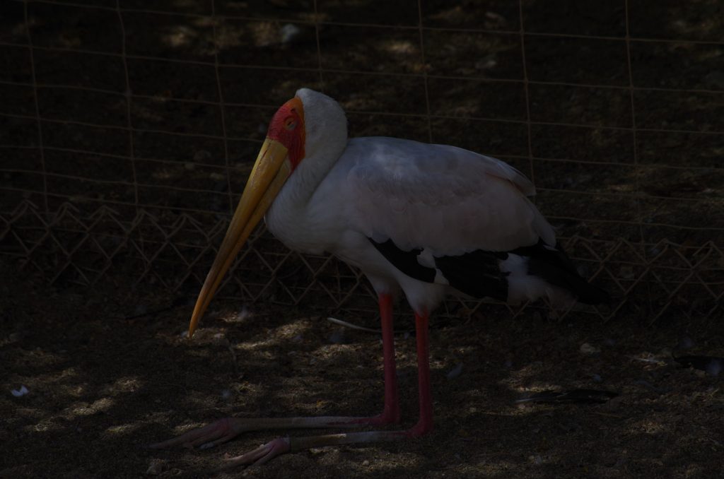 Yellow-Billed Stork