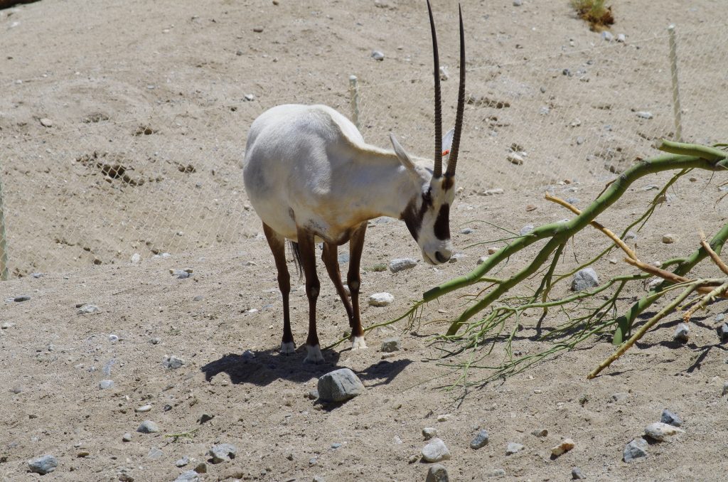 Arabian Oryx