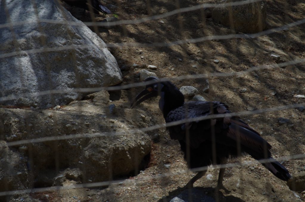 Abyssinian Ground Hornbill